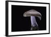 Lepista Nuda (Wood Blewit, Blue Stalk Mushroom)-Paul Starosta-Framed Photographic Print