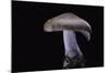 Lepista Nuda (Wood Blewit, Blue Stalk Mushroom)-Paul Starosta-Mounted Photographic Print