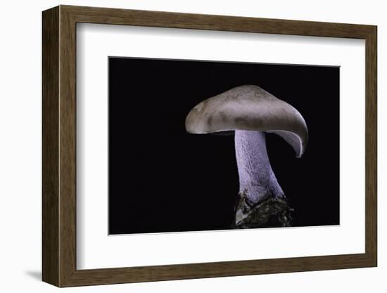 Lepista Nuda (Wood Blewit, Blue Stalk Mushroom)-Paul Starosta-Framed Photographic Print