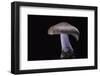 Lepista Nuda (Wood Blewit, Blue Stalk Mushroom)-Paul Starosta-Framed Photographic Print
