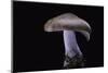 Lepista Nuda (Wood Blewit, Blue Stalk Mushroom)-Paul Starosta-Mounted Photographic Print