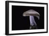 Lepista Nuda (Wood Blewit, Blue Stalk Mushroom)-Paul Starosta-Framed Photographic Print