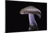 Lepista Nuda (Wood Blewit, Blue Stalk Mushroom)-Paul Starosta-Mounted Photographic Print