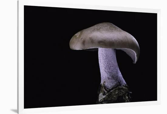 Lepista Nuda (Wood Blewit, Blue Stalk Mushroom)-Paul Starosta-Framed Photographic Print