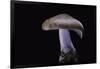 Lepista Nuda (Wood Blewit, Blue Stalk Mushroom)-Paul Starosta-Framed Photographic Print