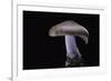 Lepista Nuda (Wood Blewit, Blue Stalk Mushroom)-Paul Starosta-Framed Photographic Print