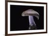 Lepista Nuda (Wood Blewit, Blue Stalk Mushroom)-Paul Starosta-Framed Photographic Print