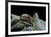 Leptinotarsa Decemlineata (Colorado Potato Beetle)-Paul Starosta-Framed Photographic Print