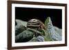 Leptinotarsa Decemlineata (Colorado Potato Beetle)-Paul Starosta-Framed Photographic Print