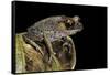 Leptobrachium Hasseltii (Hasselt's Toad, Tschudi's Frog)-Paul Starosta-Framed Stretched Canvas