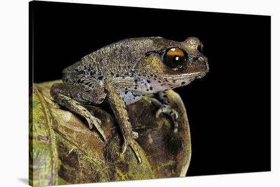 Leptobrachium Hasseltii (Hasselt's Toad, Tschudi's Frog)-Paul Starosta-Stretched Canvas