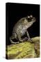 Leptobrachium Hasseltii (Hasselt's Toad, Tschudi's Frog)-Paul Starosta-Stretched Canvas