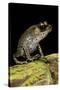 Leptobrachium Hasseltii (Hasselt's Toad, Tschudi's Frog)-Paul Starosta-Stretched Canvas