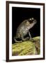 Leptobrachium Hasseltii (Hasselt's Toad, Tschudi's Frog)-Paul Starosta-Framed Premium Photographic Print