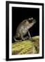 Leptobrachium Hasseltii (Hasselt's Toad, Tschudi's Frog)-Paul Starosta-Framed Premium Photographic Print