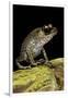 Leptobrachium Hasseltii (Hasselt's Toad, Tschudi's Frog)-Paul Starosta-Framed Premium Photographic Print