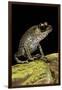 Leptobrachium Hasseltii (Hasselt's Toad, Tschudi's Frog)-Paul Starosta-Framed Premium Photographic Print