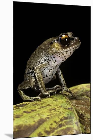 Leptobrachium Hasseltii (Hasselt's Toad, Tschudi's Frog)-Paul Starosta-Mounted Premium Photographic Print