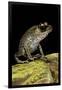 Leptobrachium Hasseltii (Hasselt's Toad, Tschudi's Frog)-Paul Starosta-Framed Premium Photographic Print