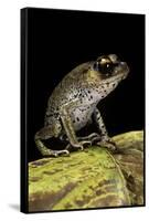 Leptobrachium Hasseltii (Hasselt's Toad, Tschudi's Frog)-Paul Starosta-Framed Stretched Canvas