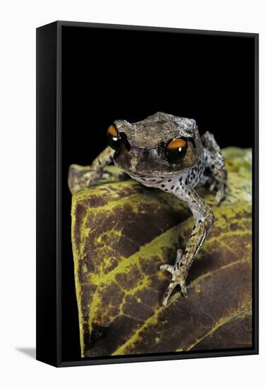 Leptobrachium Hasseltii (Hasselt's Toad, Tschudi's Frog)-Paul Starosta-Framed Stretched Canvas