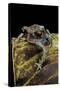 Leptobrachium Hasseltii (Hasselt's Toad, Tschudi's Frog)-Paul Starosta-Stretched Canvas