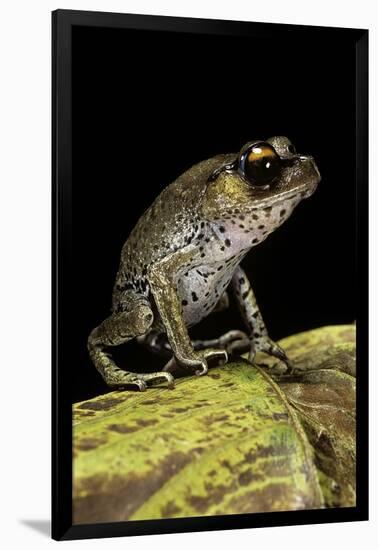 Leptobrachium Hasseltii (Hasselt's Toad, Tschudi's Frog)-Paul Starosta-Framed Photographic Print