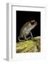 Leptobrachium Hasseltii (Hasselt's Toad, Tschudi's Frog)-Paul Starosta-Framed Photographic Print