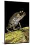 Leptobrachium Hasseltii (Hasselt's Toad, Tschudi's Frog)-Paul Starosta-Mounted Photographic Print