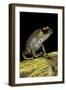 Leptobrachium Hasseltii (Hasselt's Toad, Tschudi's Frog)-Paul Starosta-Framed Photographic Print