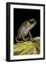 Leptobrachium Hasseltii (Hasselt's Toad, Tschudi's Frog)-Paul Starosta-Framed Photographic Print