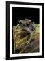 Leptobrachium Hasseltii (Hasselt's Toad, Tschudi's Frog)-Paul Starosta-Framed Photographic Print