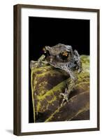 Leptobrachium Hasseltii (Hasselt's Toad, Tschudi's Frog)-Paul Starosta-Framed Photographic Print