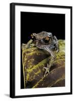 Leptobrachium Hasseltii (Hasselt's Toad, Tschudi's Frog)-Paul Starosta-Framed Photographic Print