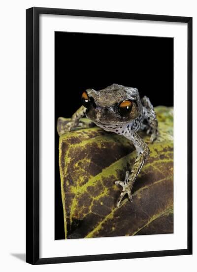 Leptobrachium Hasseltii (Hasselt's Toad, Tschudi's Frog)-Paul Starosta-Framed Photographic Print