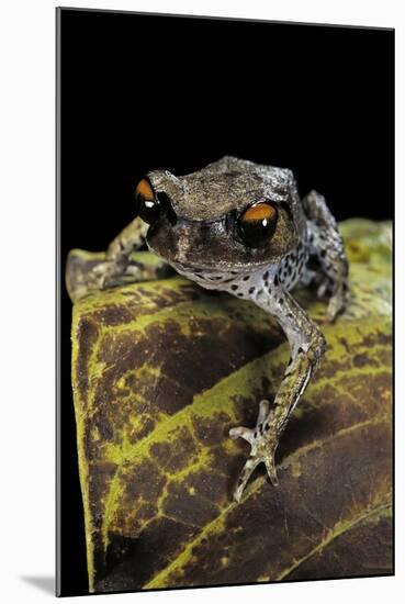 Leptobrachium Hasseltii (Hasselt's Toad, Tschudi's Frog)-Paul Starosta-Mounted Photographic Print