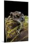 Leptobrachium Hasseltii (Hasselt's Toad, Tschudi's Frog)-Paul Starosta-Mounted Photographic Print