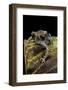 Leptobrachium Hasseltii (Hasselt's Toad, Tschudi's Frog)-Paul Starosta-Framed Photographic Print