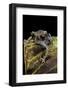 Leptobrachium Hasseltii (Hasselt's Toad, Tschudi's Frog)-Paul Starosta-Framed Photographic Print