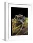 Leptobrachium Hasseltii (Hasselt's Toad, Tschudi's Frog)-Paul Starosta-Framed Photographic Print