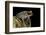 Leptobrachium Hasseltii (Hasselt's Toad, Tschudi's Frog)-Paul Starosta-Framed Photographic Print