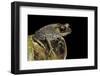 Leptobrachium Hasseltii (Hasselt's Toad, Tschudi's Frog)-Paul Starosta-Framed Photographic Print