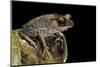 Leptobrachium Hasseltii (Hasselt's Toad, Tschudi's Frog)-Paul Starosta-Mounted Photographic Print