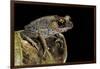 Leptobrachium Hasseltii (Hasselt's Toad, Tschudi's Frog)-Paul Starosta-Framed Photographic Print