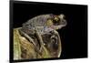 Leptobrachium Hasseltii (Hasselt's Toad, Tschudi's Frog)-Paul Starosta-Framed Photographic Print