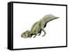 Leptoceratops Dinosaur-null-Framed Stretched Canvas