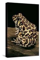 Leptodactylus Laticeps (Santa Fe Frog)-Paul Starosta-Stretched Canvas