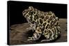 Leptodactylus Laticeps (Santa Fe Frog)-Paul Starosta-Stretched Canvas