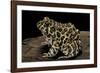 Leptodactylus Laticeps (Santa Fe Frog)-Paul Starosta-Framed Photographic Print