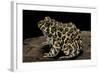 Leptodactylus Laticeps (Santa Fe Frog)-Paul Starosta-Framed Photographic Print